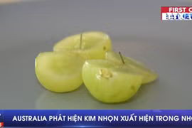 [Video] Australia tiếp tục phát hiện kim nhọn cắm trong quả nho
