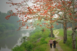 [Photo] Hoa gạo tháng Ba thắp lửa rực rỡ cả mùa Xuân ẩm ướt