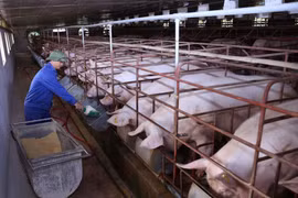 Nếu đảm bảo an toàn sinh học, các địa phương có thể thực hiện tái đàn lợn để đảm bảo nguồn cung. (Ảnh: Vũ Sinh/TTXVN)