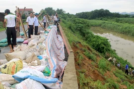 Các lực lượng gia cố tạm điểm sạt trên đê hữu sông Chu qua xã Thọ Hải, huyện Thọ Xuân. (Ảnh: Nguyễn Nam/TTXVN)