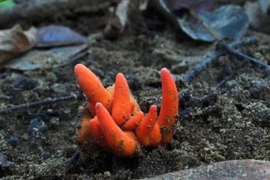 Loài nấm độc sát nhân có tên Poison Fire Coral (San hô lửa). (Nguồn: BBC)