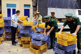 (Ảnh: Hữu Việt-TTXVN)