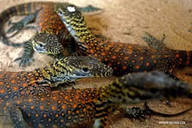 Những chú rồng Komodo nhỏ. (Nguồn: xinhua)