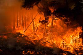 Lửa bốc dữ dội trong trận cháy rừng ở bang California, Mỹ ngày 27/7/2019. (Ảnh: AFP/TTXVN)