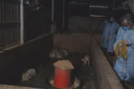 Đàn lợn của gia đình ông Tô Duy Tòng tại bản Quỳnh 2, xã Châu Bình, huyện Quỳ Châu dương tính với dịch tả lợn châu Phi. (Ảnh: TTXVN)