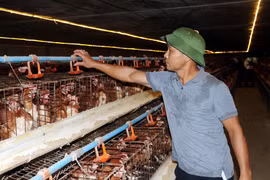 Ông Nguyễn Văn Công kiểm tra hệ thống nước trong chuồng nuôi. (Ảnh: Nguyễn Lành/TTXVN)