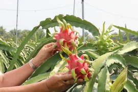 Thanh long - sản vật của Việt Nam xuất khẩu tới nhiều thị trường nước ngoài. (Ảnh: Bùi Giang/TTXVN)