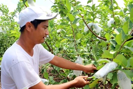 Anh Huỳnh Việt Trung bên những gốc ổi Đài Loan. (Ảnh: Nguyễn Hiếu/Vietnam+)