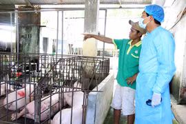 Phó Chủ tịch UBND kiểm tra tại ổ dịch xã Đức Chính, huyện Đức Linh. (Ảnh: Hồng Hiếu/TTXVN)