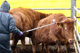 Phun thuốc khử trùng nhằm ngăn chặn sự lây lan của dịch lở mồm long móng ở gia súc. Ảnh minh họa. (Nguồn: YONHAP/TTXVN)