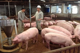Một trang trại chăn nuôi lợn tại huyện Sóc Sơn. (Ảnh: Phương Anh/TTXVN)