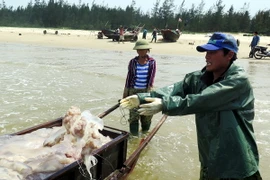 (Ảnh minh họa: Công Tường/TTXVN)