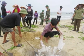 Ngư dân xã biển Đức Trạch (huyện Bố Trạch) cùng lực lượng biên phòng thu gom, chôn lấp cá chết dạt vào bờ. (Ảnh: Võ Dung/TTXVN)
