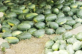 (Ảnh: Hoài Thu/TTXVN)