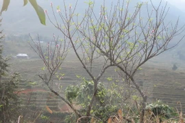 (Ảnh minh họa: Luc Hương Thu/TTXVN)