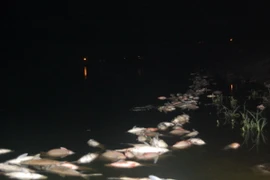 (Ảnh minh họa: Sơn Bách/TTXVN)