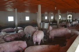 (Ảnh minh họa: Thu Hoài/TTXVN)