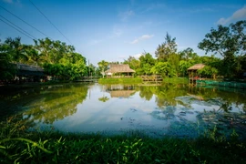 Vườn chim Bạc Liêu là nơi làm tổ quan trọng của nhiều loài chim nước, điển hình là các loài le le, cò, diệc, vạc, còng cọc, quắm đen và nhiều loài khác. (Ảnh: Trọng Đạt/TTXVN)