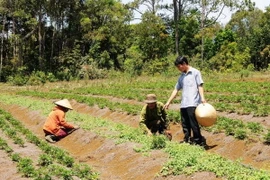 (Ảnh minh họa: Hồng Điệp/TTXVN)