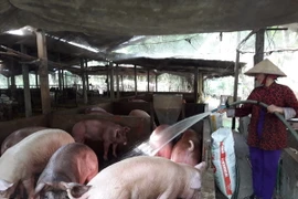 Chăm sóc lợn tại trang trại của bà Nguyễn Thị Hồng Nghi, ở phường Trường Lạc, quận Ô Môn, Cần Thơ. (Ảnh: Ngọc Thiện/TTXVN)