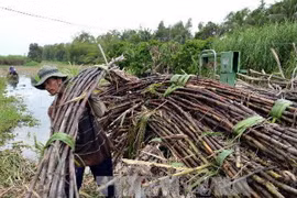 Thu hoạch mía. (Ảnh: Thanh Hà/TTXVN)