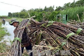 Thu hoạch mía. (Ảnh: Thanh Hà/TTXVN)