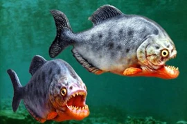 Khoảng 70 người bị cá piranha tấn công tại Argentina