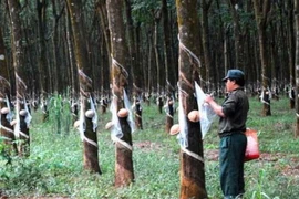 Tính kỹ việc trồng lại cây cao su ở Bắc Trung bộ