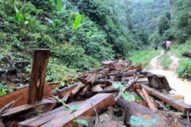 Một điểm tập kết gỗ lậu. Ảnh minh họa. (Nguồn: Văn Trình/TTXVN)