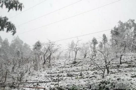 Tuyết rơi phủ dày đến 30cm tại Sa Pa. (Ảnh: Văn Thắng/TTXVN)