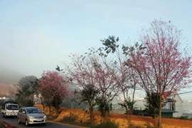 Hoa mai anh đào nở trên một cung đường thuộc xã Xuân Thọ, thành phố Đà Lạt. (Ảnh: Phạm Kha/TTXVN)