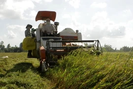 Nông dân Hậu Giang thu hoạch lúa Đông Xuân. (Ảnh: Duy Khương/TTXVN)