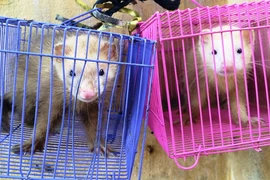 2 cá thể chồn Triết Châu Âu tại Chi cục Kiểm lâm tỉnh Tây Ninh. (Ảnh: Lê Đức Hoảnh/TTXVN)