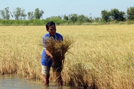 Trà lúa bị lép hạt, thiệt hại do nhiễm mặn. (Ảnh: Lê Huy Hải/TTXVN)