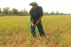 Nông dân mất trắng diện tích lúa do mặn đến sớm. (Ảnh: Chanh Đa/TTXVN)