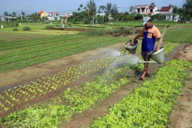 Nông dân chăm sóc rau phục vụ Tết Nguyên đán Bính Thân. (Ảnh: Trần Lê Lâm/TTXVN)