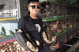 Rất nhiều cá thể rùa như rùa quý, hiếm được bày bán công khai tại chợ, nhưng lượng lượng kiểm lâm đi kiểm tra không hề phát hiện, hay nhìn thấy?. (Ảnh: H.V/Vietnam+)