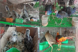 Các loài chim hoang dã được bày bán công khai tại chợ Thạnh Hóa, tỉnh Long An. (Ảnh: HV/Vietnam+)