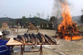 Cơ quan chức năng thành phố Lào Cai tiến hành tiêu hủy ngà voi trong năm 2017. (Ảnh: ENV cung cấp)