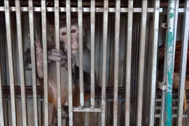 Một trong 3 cá thể khị bị nuôi nhốt trong lồng sắt tại nhà hàng Phú Sơn. (Ảnh: Hùng Võ/Vietnam+)
