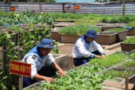 Sau thời gian thao luyện, các chiến sỹ tại Đảo An Bang lại chia nhau ra vườn bắt sâu, tưới nước cho rau. (Ảnh: H.V/Vietnam+)