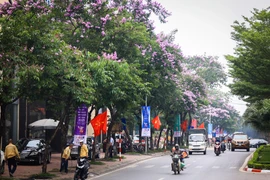 Tháng Năm vừa về, trên nhiều con đường của Thủ đô hoa bằng lăng tím lại nở rộ. Sắc tím mê mẩn khiến bất cứ người nào đi qua cũng phải dừng chân ngắm nhìn. (Ảnh: Hoài Nam/Vietnam+)