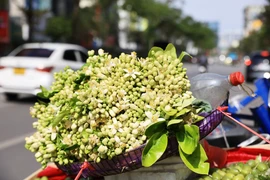 Hoa bưởi không chỉ thơm và đẹp mà nó còn có tác dụng giải cảm, chữa đau đầu mệt mỏi, giúp thư giãn tinh thần. (Ảnh: Hoài Nam/Vietnam+)