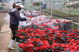Chủ nhà vườn Việt Hiển chia sẻ:’ Năm nay vì người dân trồng được ít hoa nên thời điểm này hầu hết các vườn đều hết hàng do khách đặt trước.’ (Ảnh: Hoài Nam/Vietnam+)