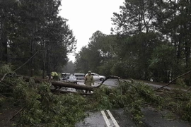 Cây xanh bị đổ trên đường tại Đà Lạt. (Ảnh: Anh Tuấn/TTXVN)