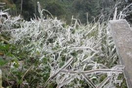 (Ảnh minh họa: Nguyễn Thảo/TTXVN)