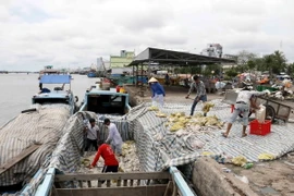 Đánh bắt thủy sản trên vùng biển Cà Mau. (Ảnh: Kim Há/TTXVN)