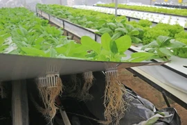 Với phương pháp khí canh, rau được trồng trên giàn cao lơ lửng trong không khí. (Ảnh: Nguyễn Dũng/TTXVN)