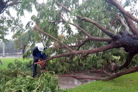 Cây xanh bị đổ ngã tại Quảng trường thành phố Tam Kỳ. (Ảnh: Đỗ Văn Trưởng/TTXVN)