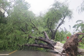 Một cây cổ thụ bị đổ ngã, bịt kín một tuyến đường của thành phố Nha Trang. (Ảnh: Tiên Minh/TTXVN)